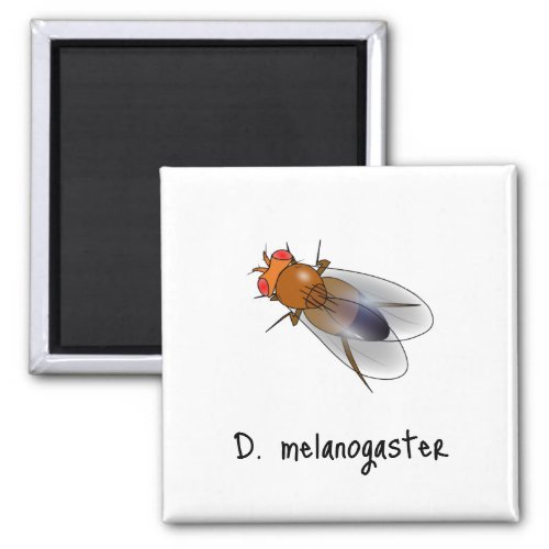 D melanogaster magnet