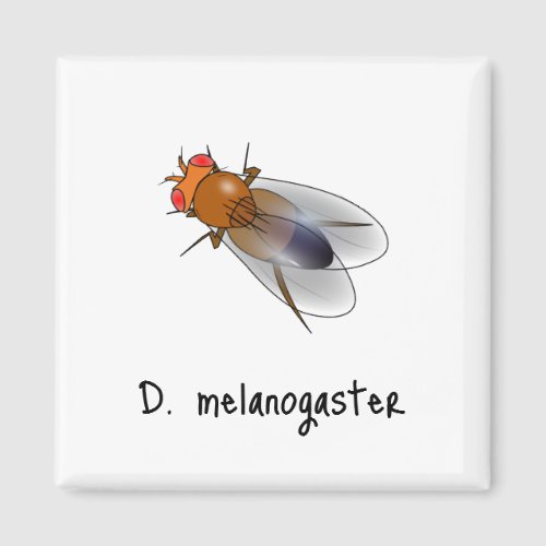 D melanogaster magnet