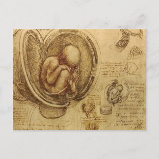 da Vinci - Embryo Sketch Postcard