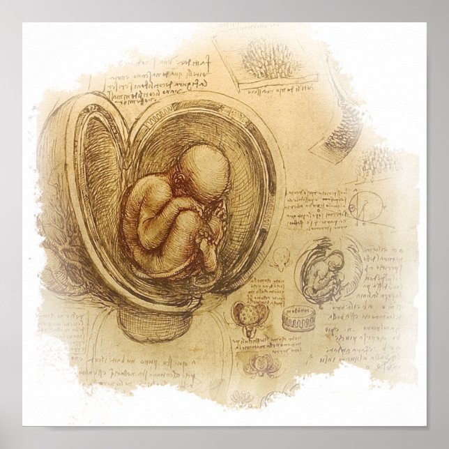 da Vinci - Embryo Sketch Poster (Front)
