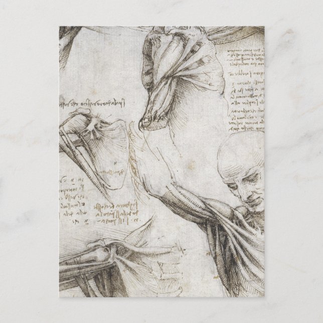 Da Vinci, Leonardo - Study of Anatomy Postcard (Front)