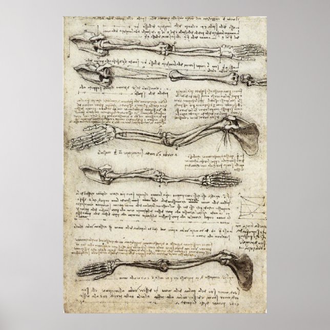 Da Vinci, Leonardo - Study of Anatomy Poster (Front)