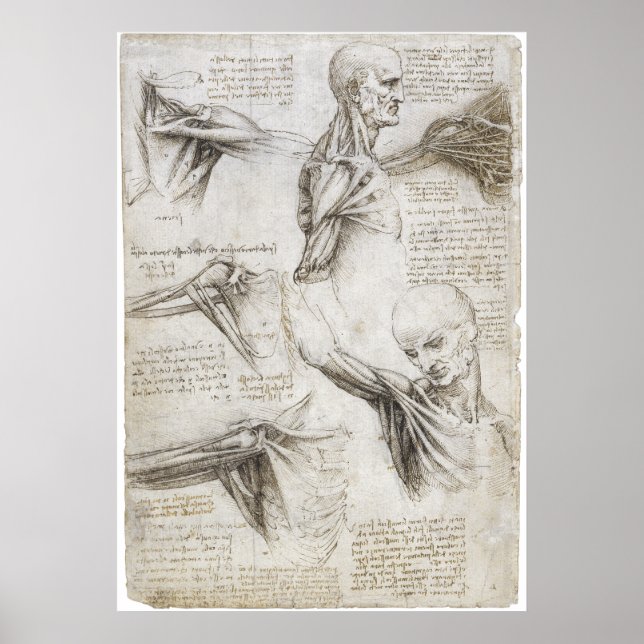 Da Vinci, Leonardo, Study of Anatomy Poster (Front)
