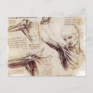 da Vinci -- Shoulder Sketch Postcard