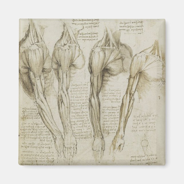 Da Vinci's Human Arm Anatomy Magnet (Front)