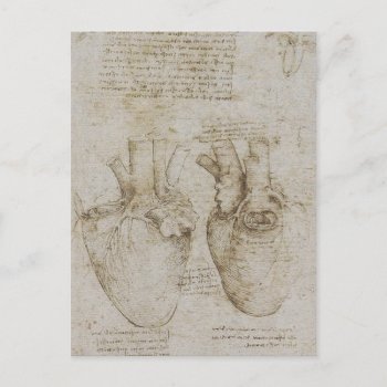 Da Vinci's Human Heart Anatomy Sketches Postcard by ThinxShop at Zazzle