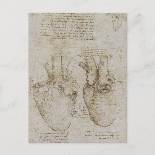 Da Vincis Human Heart Anatomy Sketches Postcard
