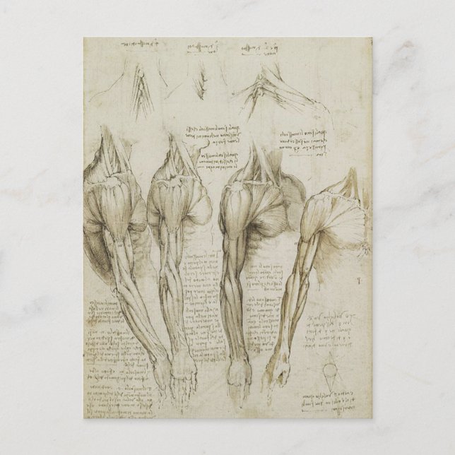 Da Vinci's Human Skeleton Anatomy Sketches Postcard (Front)