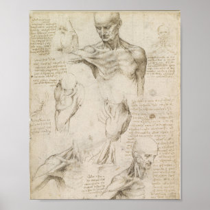Da Vinci's Superficial Anatomy of the shoulder  Poster