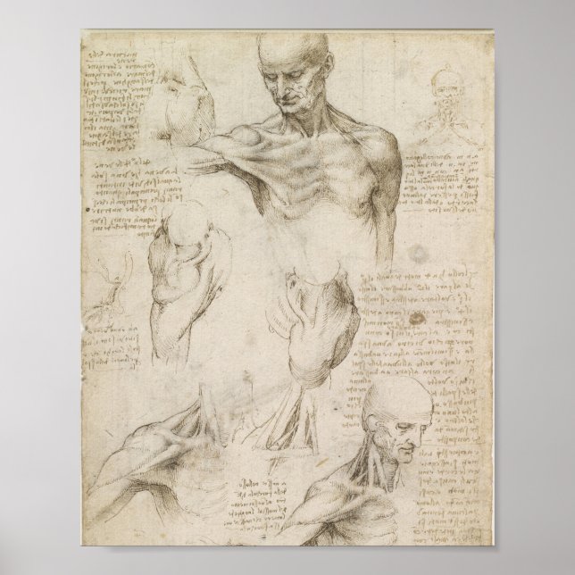 Da Vinci's Superficial Anatomy of the shoulder  Poster (Front)