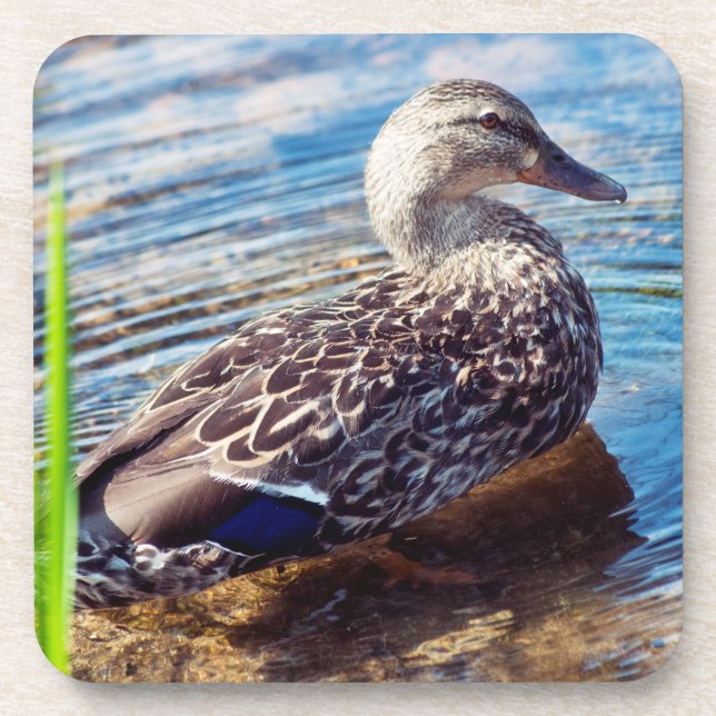 Dabbling Ripples Beverage Coaster (Front)