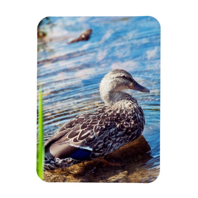 Dabbling Ripples Magnet (Vertical)