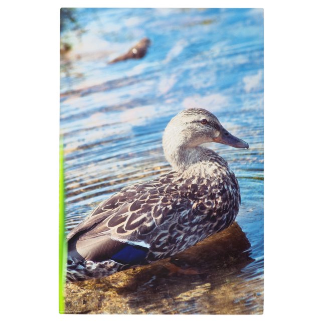 Dabbling Ripples Metal Print (Front)