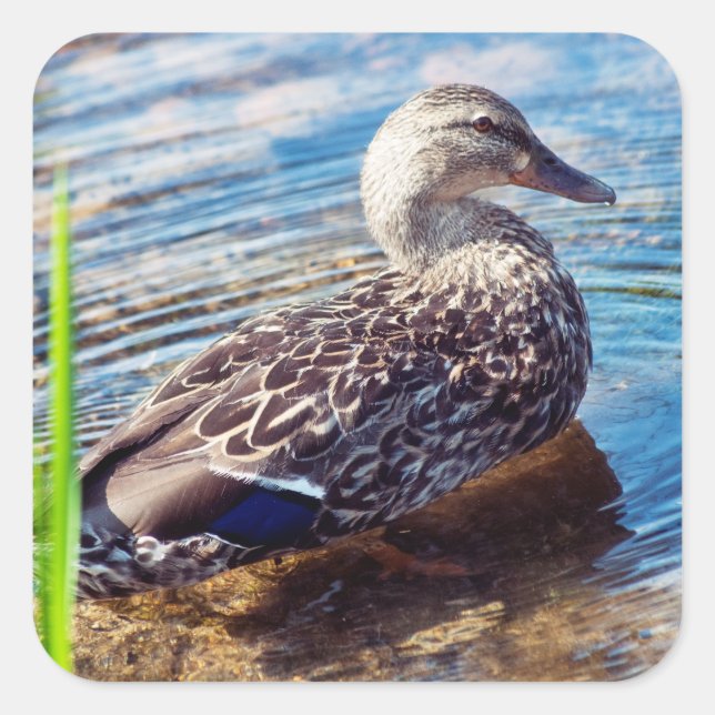 Dabbling Ripples Square Sticker (Front)