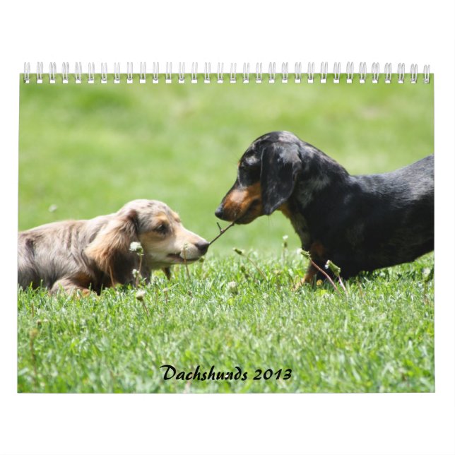 Dachshund 2013 calendar (Cover)