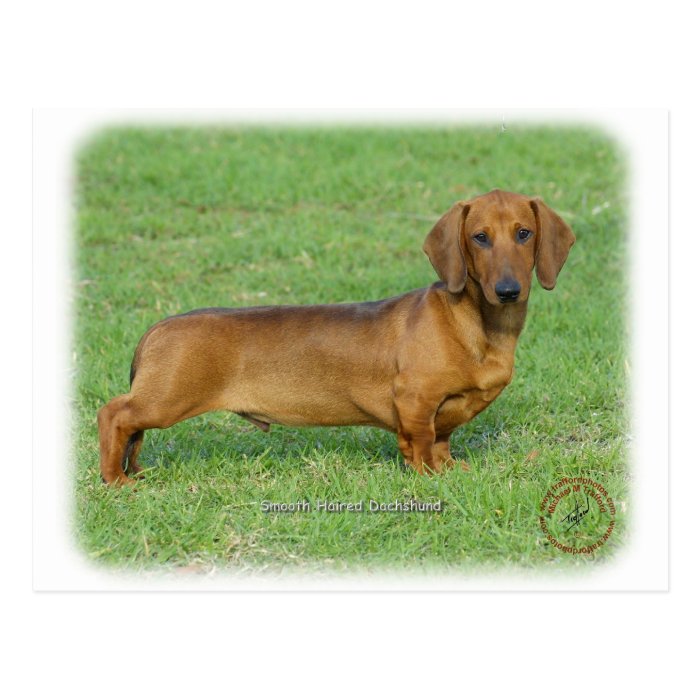 Dachshund 9J81D 03 Postcards