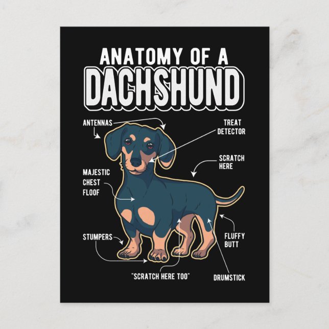 Dachshund Anatomy Funny Dog Postcard (Front)