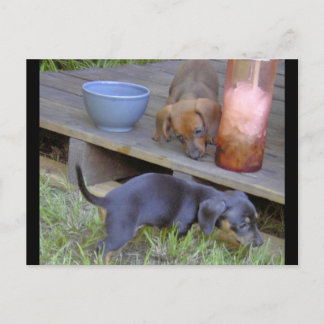 Dachshund babies post cards