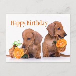 Dachshund Birthday Postcard