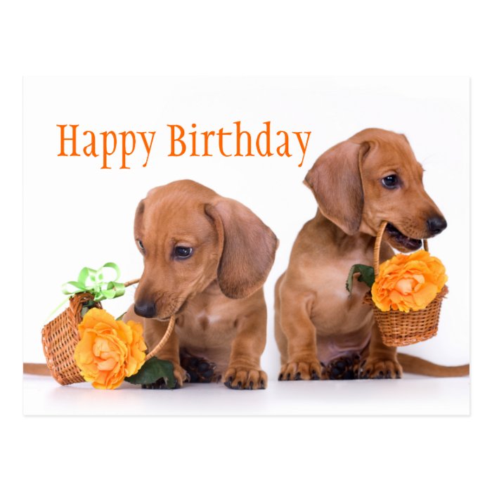 Dachshund Birthday Postcard