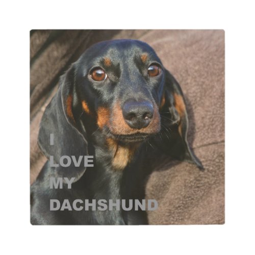 dachshund_black and tan love w pic metal print