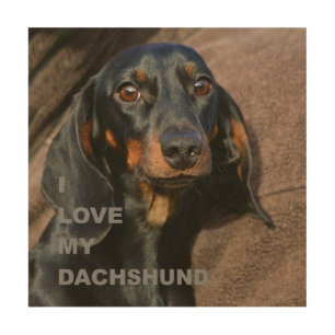 dachshund-black and tan love w pic wood wall art
