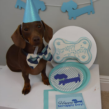 Dachshund Blue Wiener Dog Party Paper Plates by Smoothe1 at Zazzle