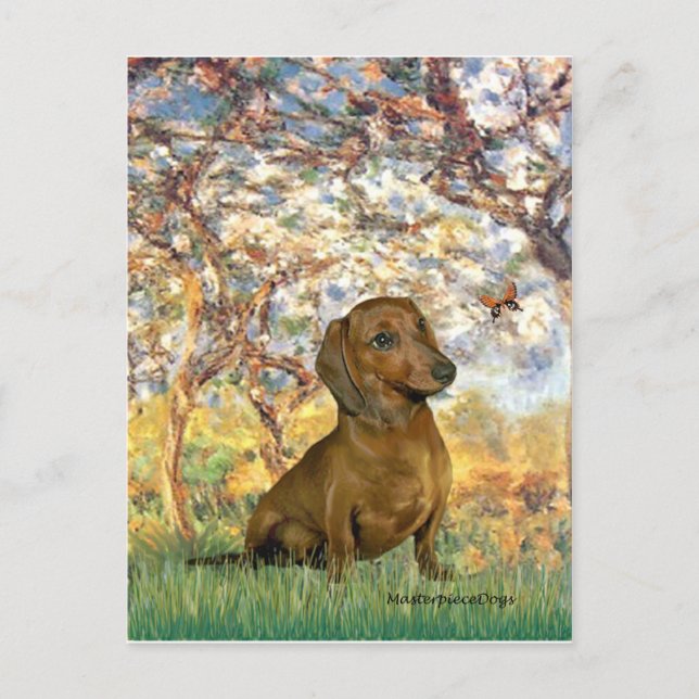 Dachshund (brown1) - Spring Postcard (Front)