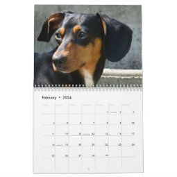 Dachshund Calendar | Zazzle