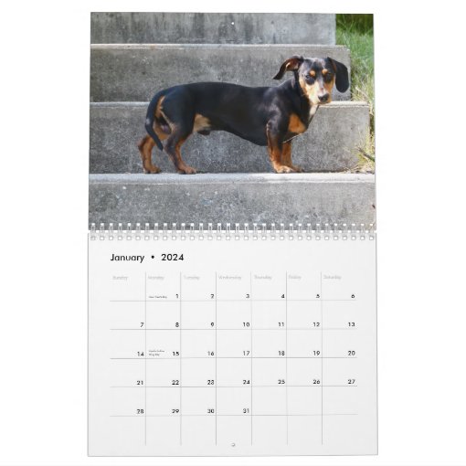 Dachshund Calendar | Zazzle