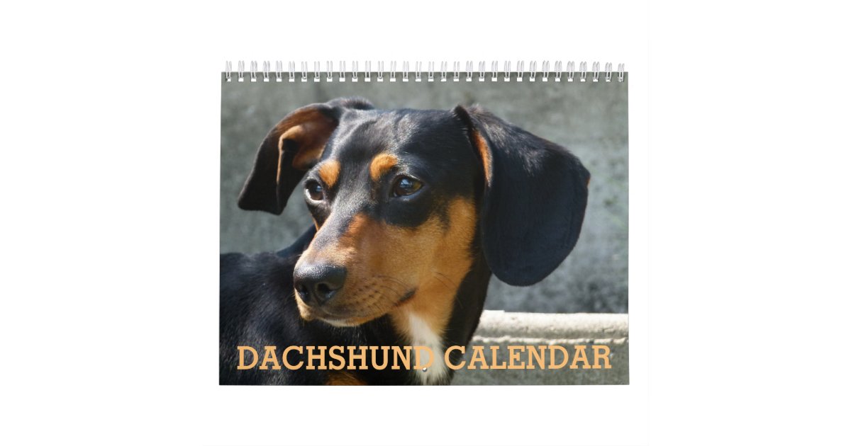 Dachshund Calendar | Zazzle
