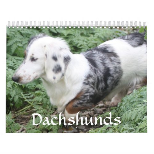 Dachshund Calendar