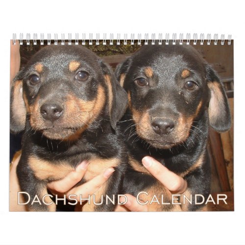 Dachshund Calendar 2024 With Photos