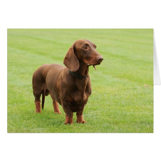 Dachshund Cards (Front Horizontal)