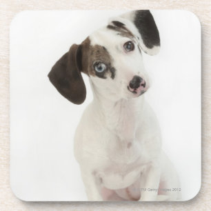 Dachshund/Chihuahua female puppy Drink Coaster