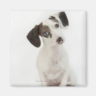 Dachshund/Chihuahua female puppy Magnet