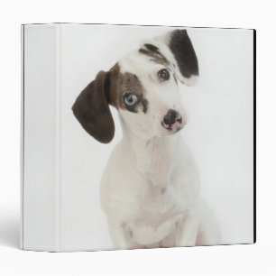 Dachshund/Chihuahua female puppy staring 3 Ring Binder