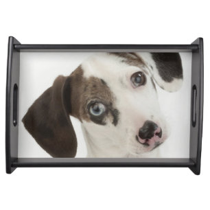Dachshund/Chihuahua female puppy staring Serving Tray