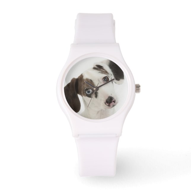 Dachshund/Chihuahua female puppy staring Watch (Front)
