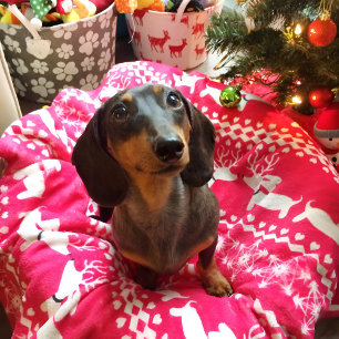 Dachshund Christmas Fair Isle Blanket Wiener Dogs
