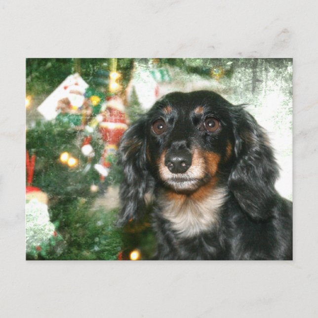 Dachshund Christmas Holiday Postcard (Front)