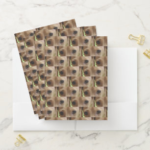 Dachshund Cream Eyes Pocket Folder