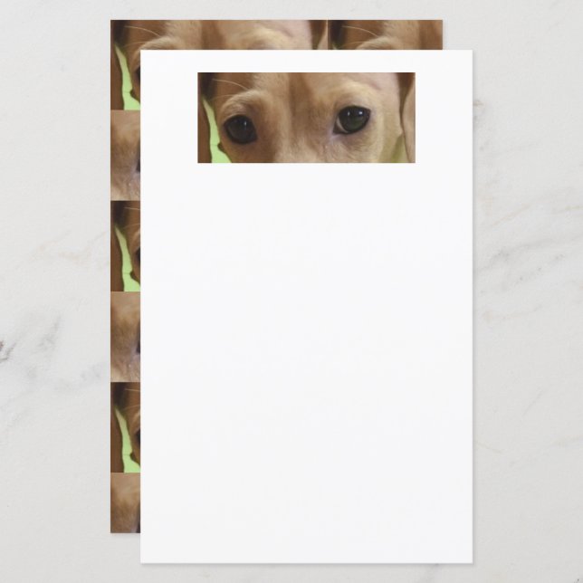 dachshund cream eyes scrapbook paper (Front/Back)