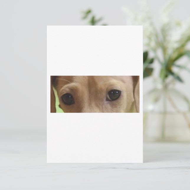dachshund cream eyes thank you card (Standing Front)