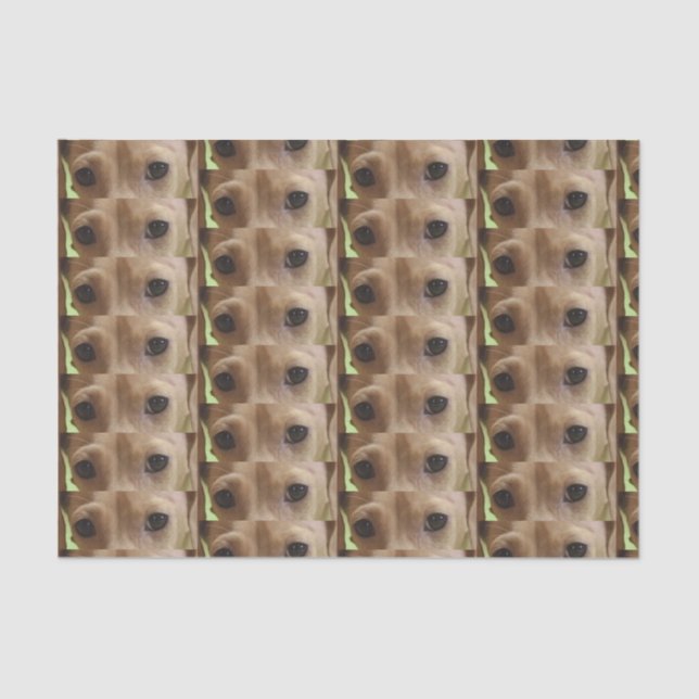 dachshund cream eyes tissue paper (Front)