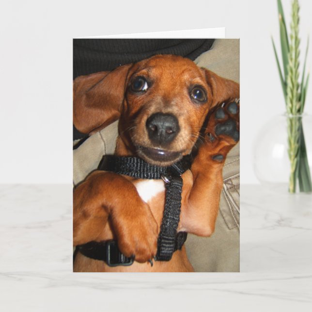 Dachshund Cute Pet Puppy Card (Front)