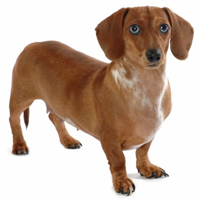 Dachshund Cutout (Front)