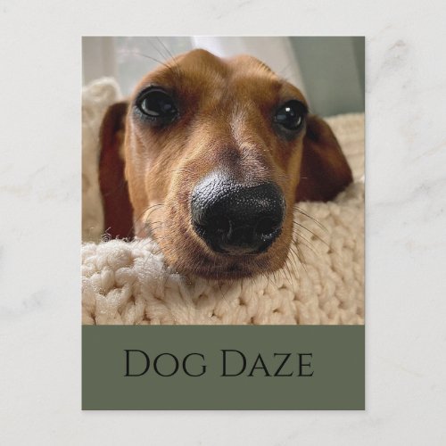 Dachshund Dog Daze Postcard
