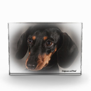 Dachshund Dog. Photo Block