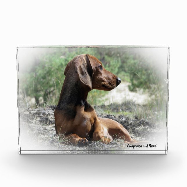 Dachshund Dog. Photo Block (Front)
